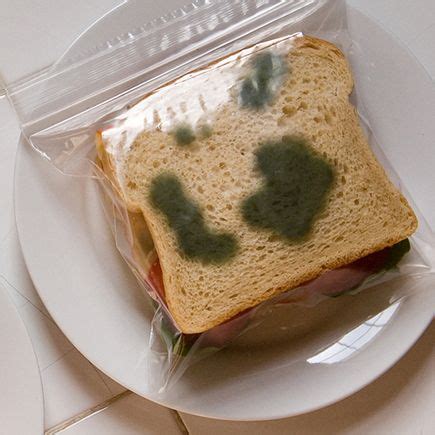 mold sandwich bag ideas